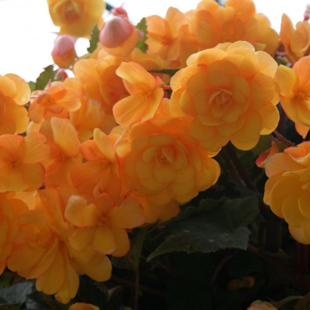 B. ‘Bijou de Ghent’